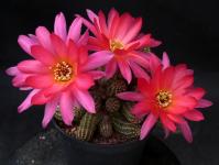 Thumbnail of 1717_Chamaecereus Hybride El Gigante_20150508(1).JPG